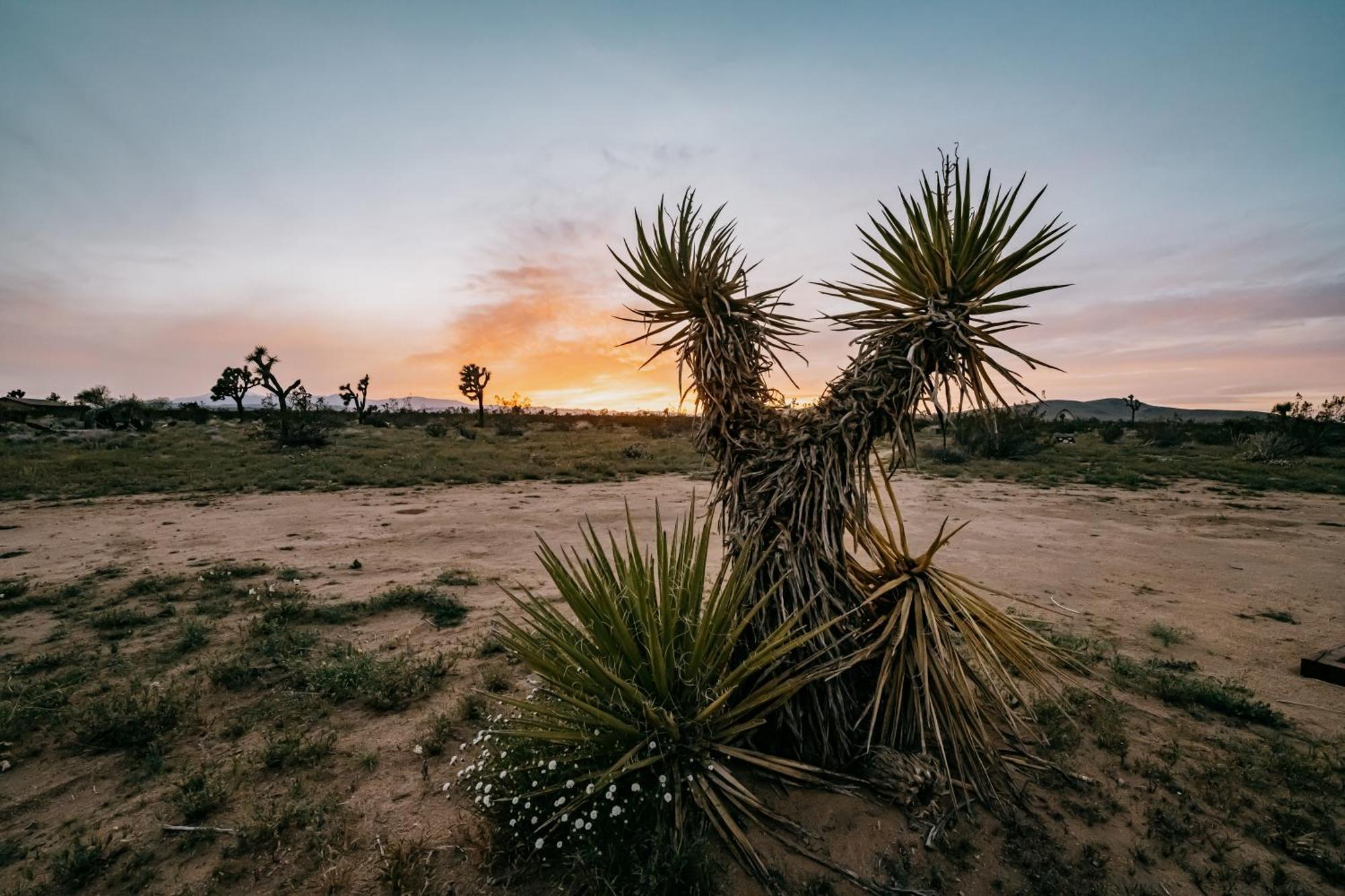 Coyote Tracks - A Modern Desert Experience Villa Joshua Tree Ngoại thất bức ảnh